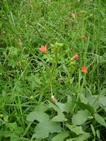 Hibiscus allenii all-t.JPG